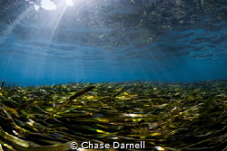 "Grass Lands"
It's no wonder that the Green Turtles are ... by Chase Darnell 